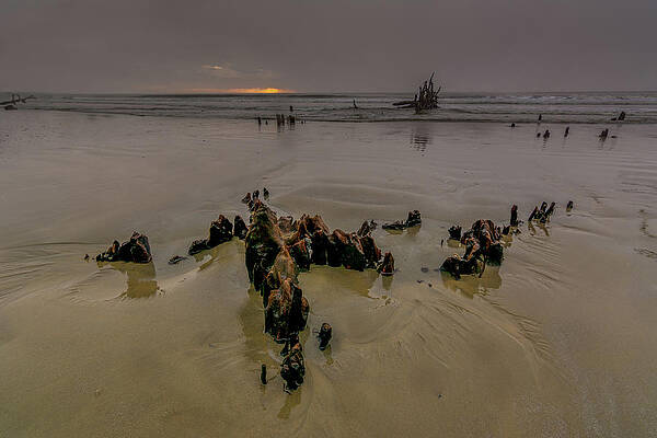 South Carolina Wall Art featuring the photograph Botany Bay Plantation Boneyard Beach Ten by Douglas Wielfaert