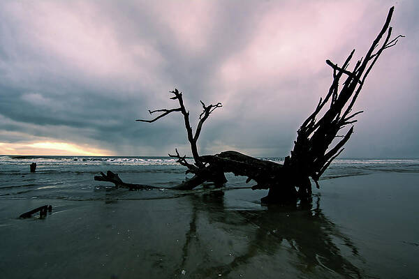 South Carolina Wall Art featuring the photograph Botany Bay Plantation Boneyard Beach Thirteen by Douglas Wielfaert