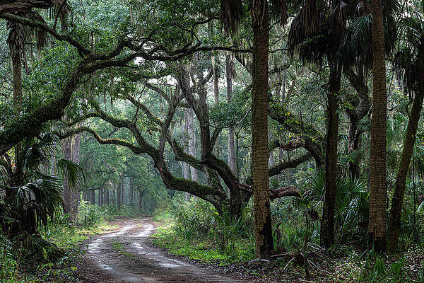 South Carolina Wall Art featuring the photograph Botany Bay Plantation Maritime Forest One by Douglas Wielfaert