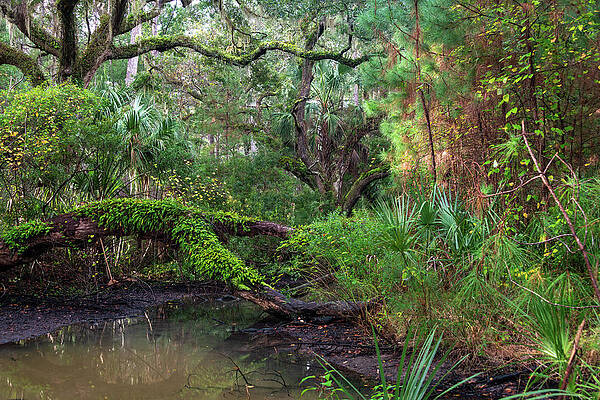 South Carolina Wall Art featuring the photograph Botany Bay Plantation Maritime Forest Seven by Douglas Wielfaert