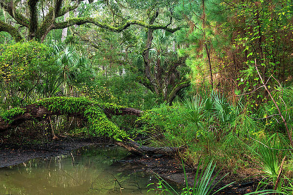 South Carolina Wall Art featuring the photograph Botany Bay Plantation Maritime Forest Six by Douglas Wielfaert