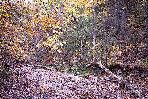 Fall Photograph - Botsford Nature Preserve 16 by William Norton