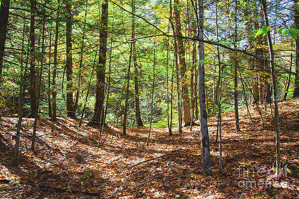 Fall Photograph - Botsford Nature Preserve 2 by William Norton