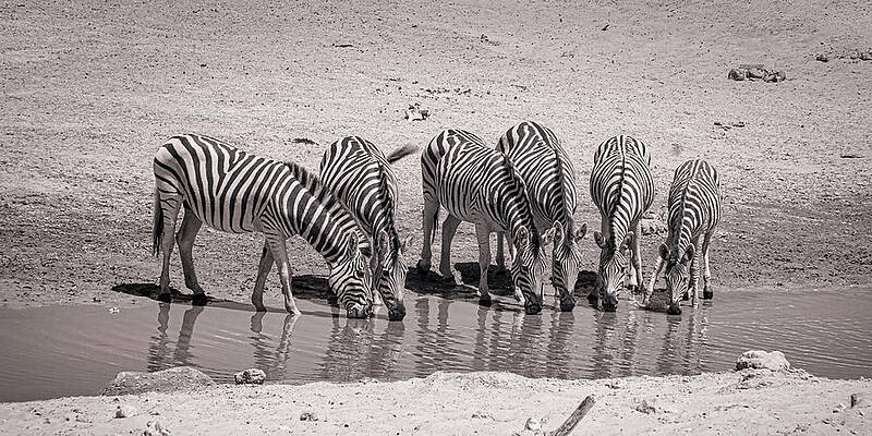 Wildlife Photograph - Botswana Happy Hour by Maryanne Keeling
