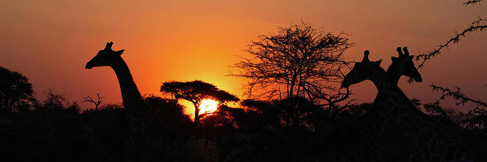 Wildlife Photograph - Botswana Sunset by Maryanne Keeling