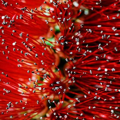 Wall Art featuring the photograph Bottlebrush by KJ Swan