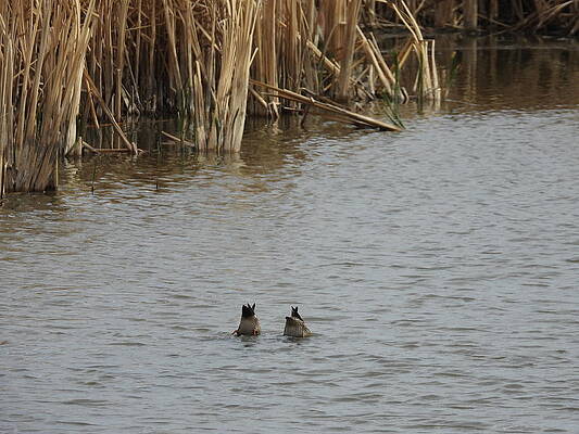 Wildlife Wall Art featuring the photograph Bottoms Up by Amanda R Wright