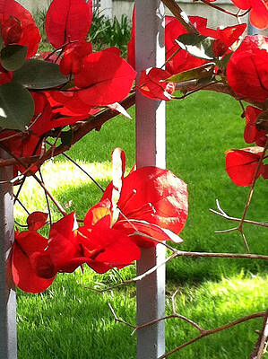 Wall Art featuring the photograph Bougainvillea On The Fence by Juliette Becker