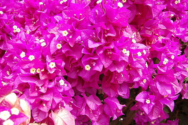 Mexico Photograph - Bougainvillea by William Scott Koenig