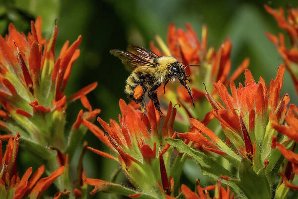 Flower Photograph - Bounty For Bees by Tim Lyden