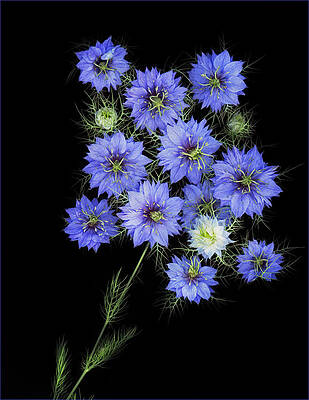 Beautiful Photograph - Bouquet Of Love In A Mist by Jean Noren