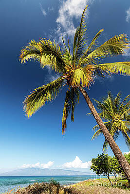 Tree Wall Art featuring the photograph Bowing Palm by Craig A Walker