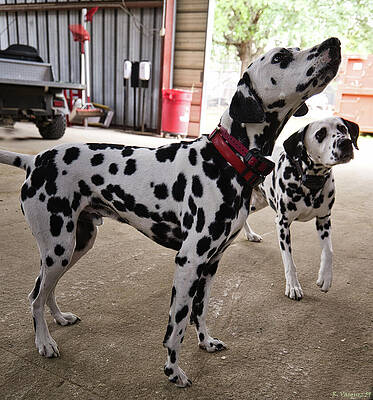 Dog Photograph - Boys In The Hood 1 by Rene Vasquez