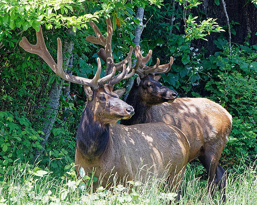 Animal Photograph - Boys - Roosevelt Elk, Redwood National Park by KJ Swan