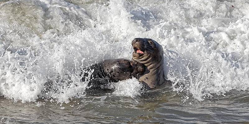 Wildlife Wall Art featuring the photograph Boys Will Be Boys - Northern Elephant Seals by KJ Swan