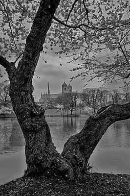 Wall Art featuring the photograph Branch Brook Cherry Blossoms BW by Susan Candelario