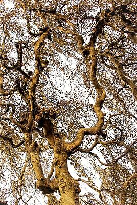 Wall Art featuring the photograph Branch Sky by John Linnemeyer