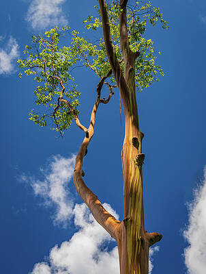 Wall Art featuring the photograph Branches Of Rainbow Eucalyptus Trees In Keahua Arboretum by Steven Heap
