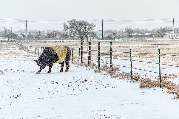 Winter Wall Art featuring the photograph Braving The Storm by Kelley King