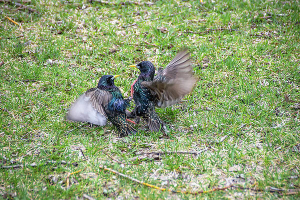 Wildlife Photograph - Brawling Birds by John Twynam