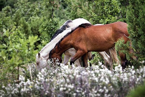 Nature Photograph - Breakfast In The Hebers by American Landscapes
