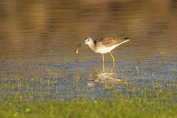 California Wall Art featuring the photograph Breakfast Of Champions - Greater Yellow Legs In Lassen County California by Mike Lee