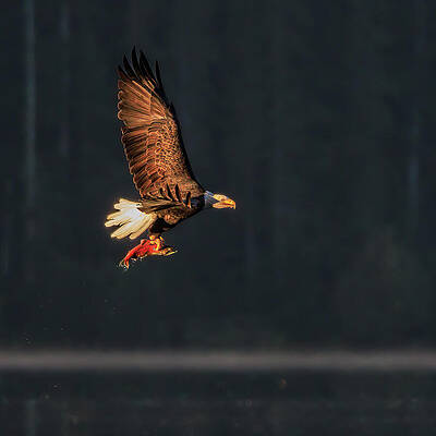 Oregon Photograph - Breakfast Of Champions by Tim Lyden