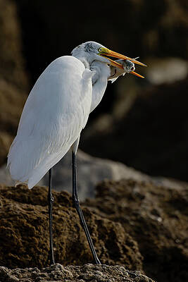 Florida Photograph - Breakfast On The Rocks by RD Allen