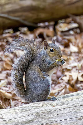 Wall Art featuring the photograph Breakfast With The Eastern Grey Squirrel by William D Briscoe