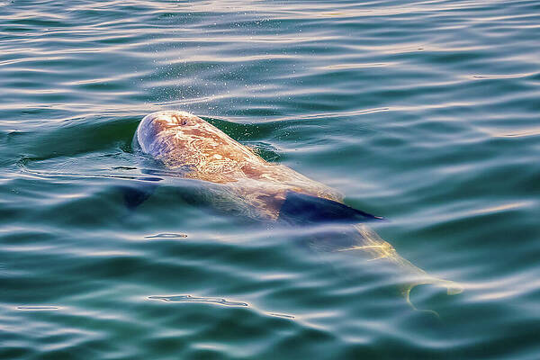 Beautiful Wall Art featuring the photograph Breathe by Mike Lee