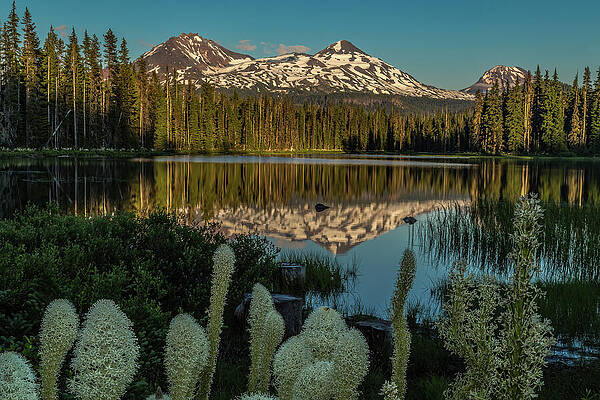 Nature Photograph - Breathtaking Beargrass by Tim Lyden
