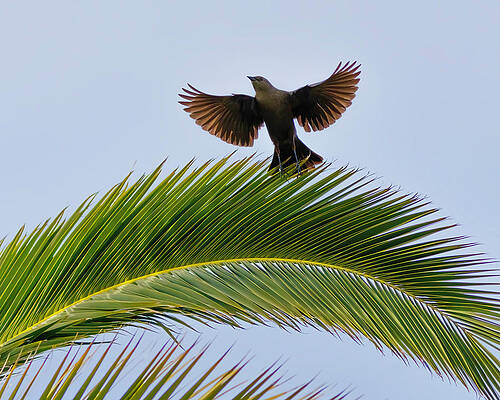 Wing Photograph - Brewer's Blackbird by Joe Fisher