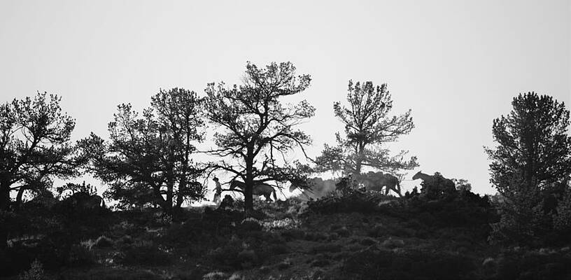 Cowboy Wall Art featuring the photograph Bridger by Alden White Ballard