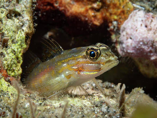 Fish Photograph - Bridled Goby by Brian Weber