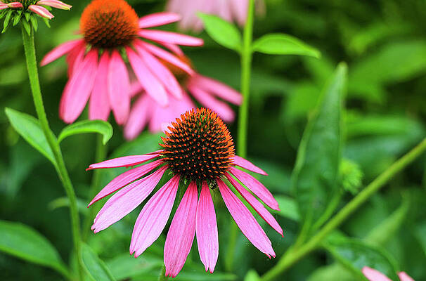 Island Wall Art featuring the photograph Bright Pink Coneflower by Dawn Richards