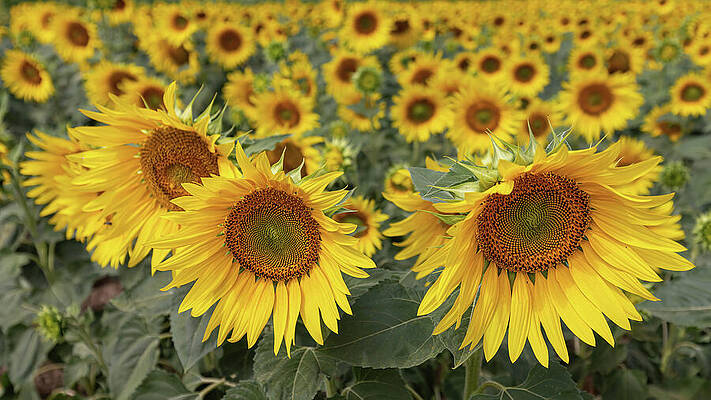 Bright Sunflowers in Bloom Wall Art