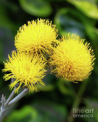 Wall Art featuring the photograph Bright Yellow Lemon Ball Flowers, by Abigail Diane Photography