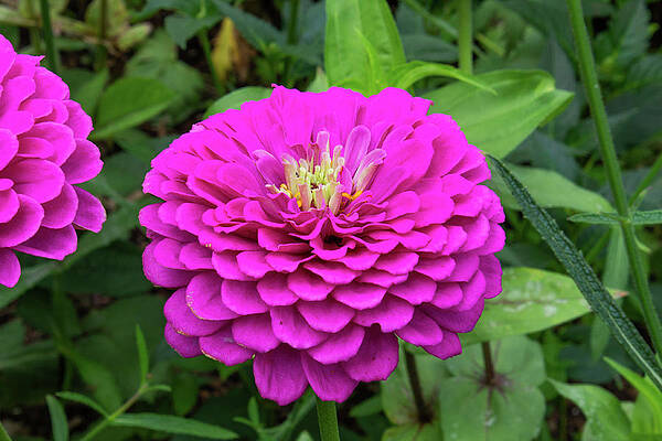 Photograph - Bright Zinnia by Brian Weber