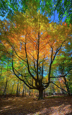Michigan Wall Art featuring the photograph Brilliant Autumn Colors by Owen Weber