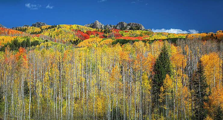 Wall Art featuring the photograph Brilliant Colors Of Kebler Pass by Dan Sproul