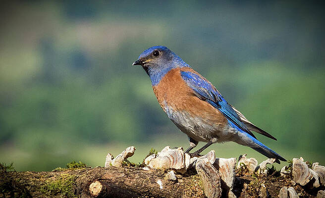 Wall Art featuring the photograph Brilliant Male Western Bluebird by Jean Noren