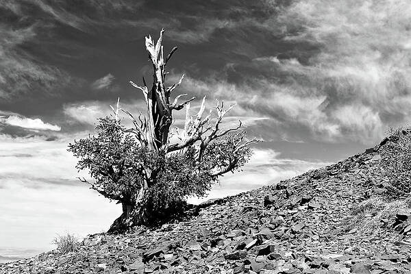Photograph - Bristled Tutu by American Landscapes