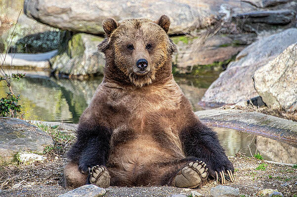 Wall Art featuring the photograph Bronx Bear Boredom by Douglas Wielfaert