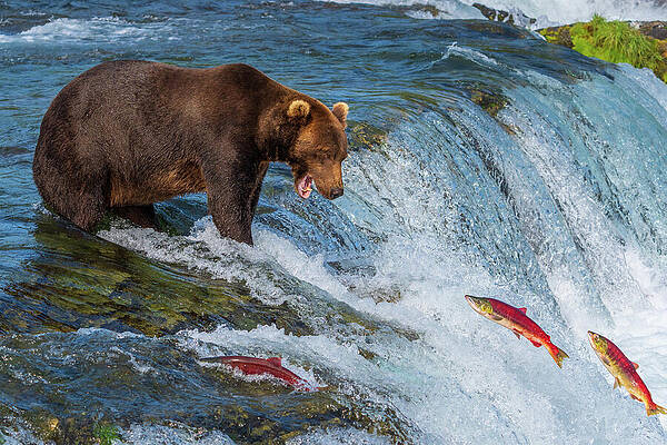 Bear Watching Salmon Leap in River Wall Art
