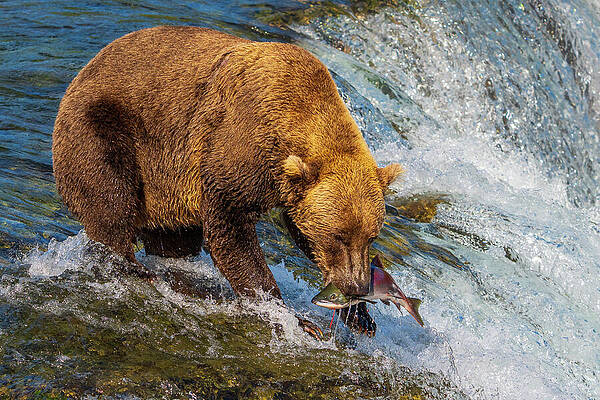 Bear Catches Salmon at Waterfall Wall Art