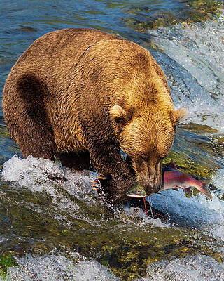 Bear Catching Salmon in River Wall Art