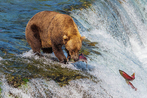 Bear Catching Salmon at Waterfall Wall Art