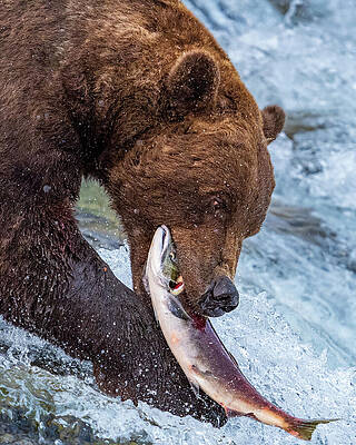 Bear Catching Salmon Wall Art