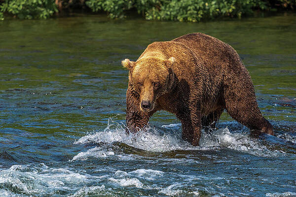 Grizzly Bear Wading in River Wall Art