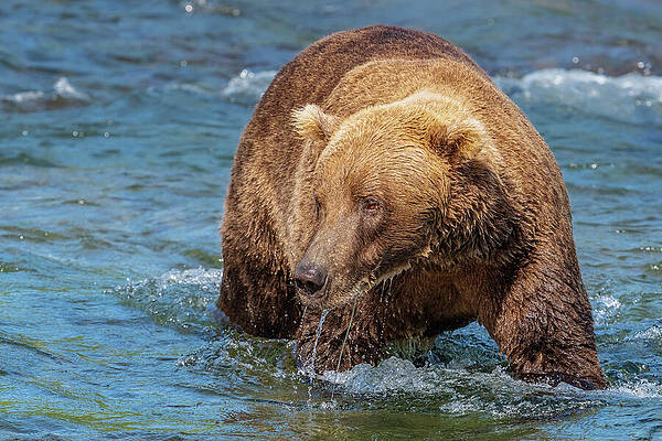Grizzly Bear in Rushing River Wall Art